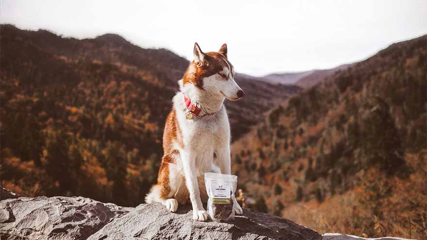 Welcome to Farm Hounds: Who We Are Farm Hounds