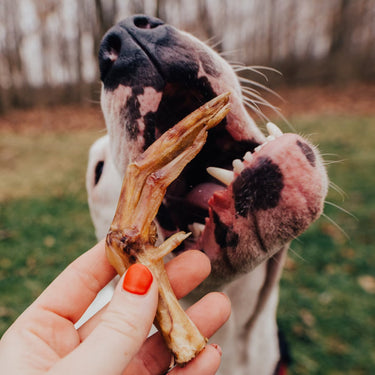 Let's Clean Teeth - Farm Hounds