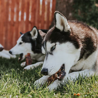 Natural Dog Chews for Moderate Chewers