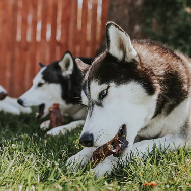 Natural Dog Chews for Moderate Chewers Farm Hounds