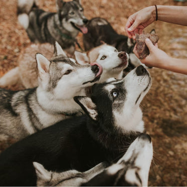 Best Treats for Training - Farm Hounds