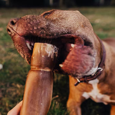 Long-Lasting Chews for Aggressive Chewing Dogs