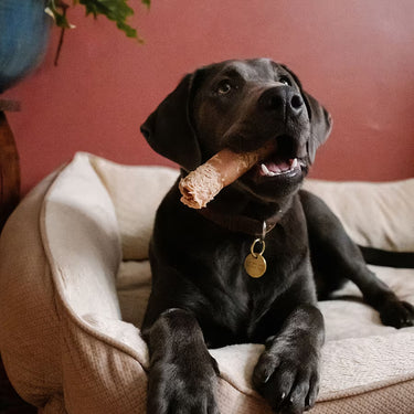 Perfect for Puppies - Farm Hounds