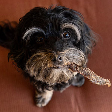 Chews for Gentle Chewers & Senior Dogs