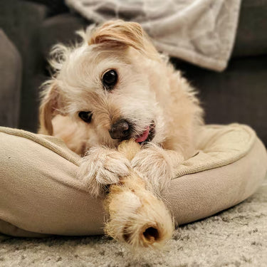 Natural Treats for Small Dogs