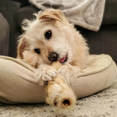 a small white dog chewing a hairy beef hide roll