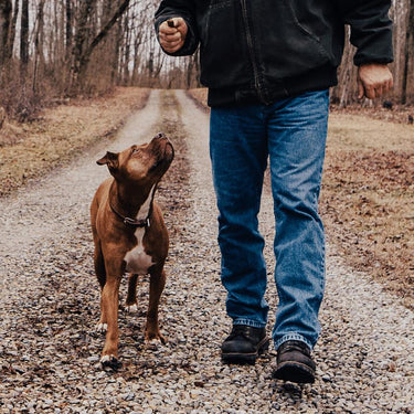 Best Treats for Training - Farm Hounds