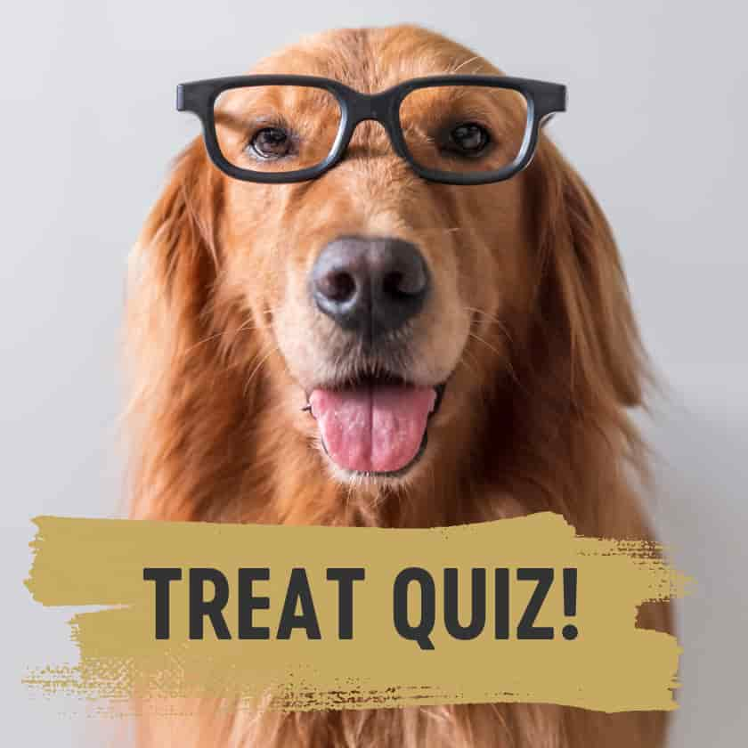 take our treat quiz - a happy golden retriever wearing glasses