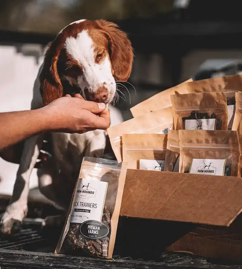 a spaniel eating duck training treats out of a man's hand