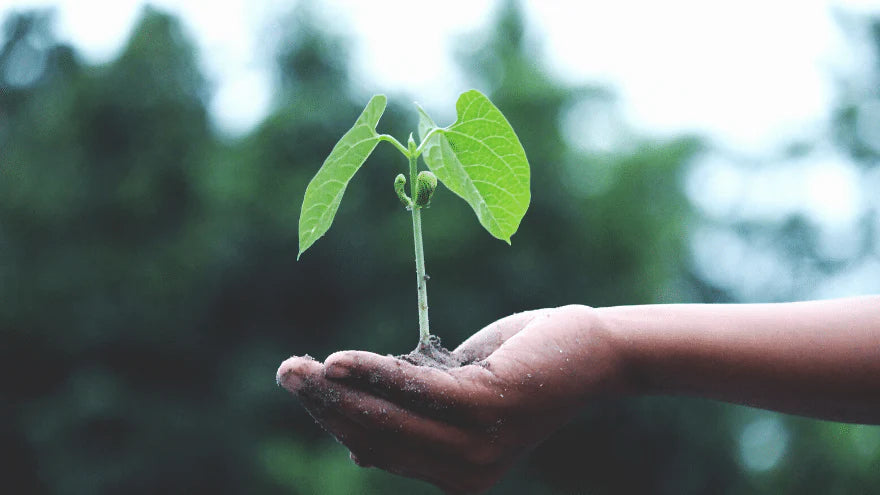 a child's hand holding a young green sprout with trees in the background