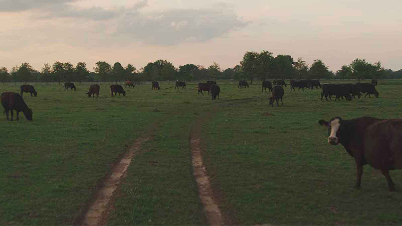 cows grazing in a pasture