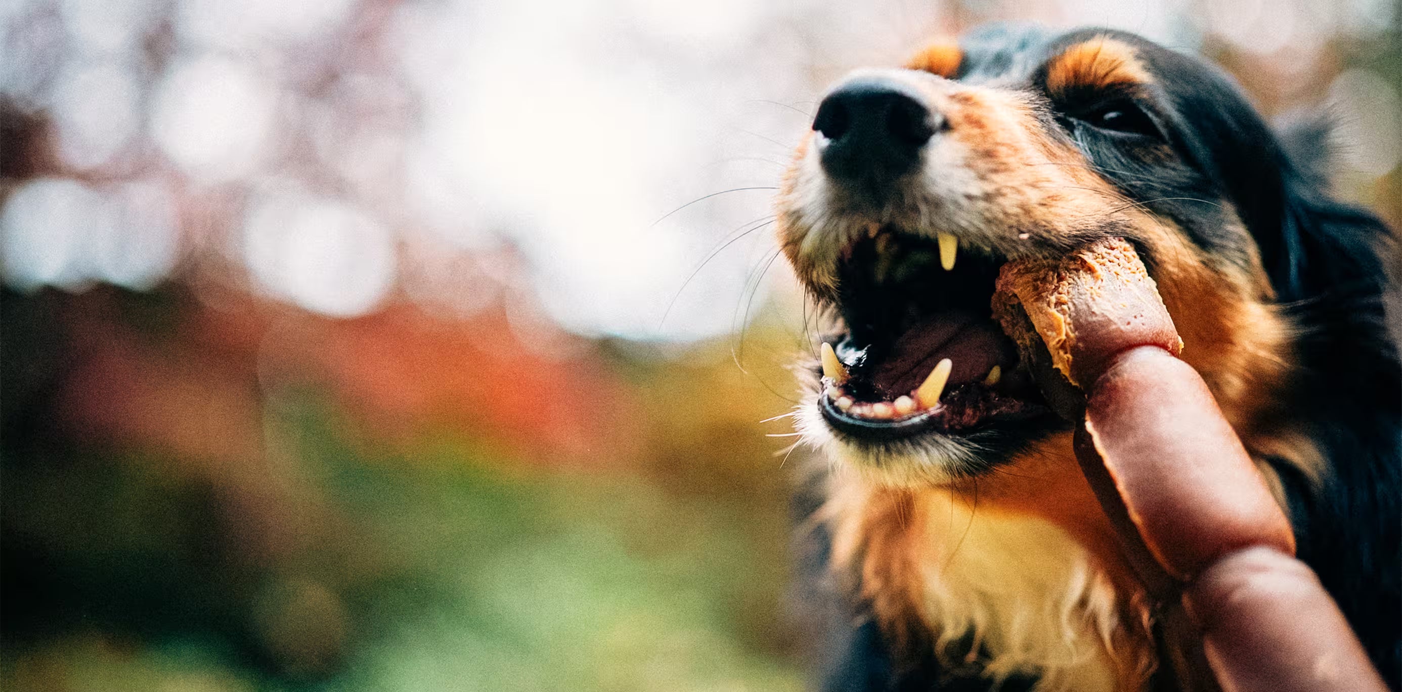 Dog chewing a rawhide roll outdoors with a blurred natural background