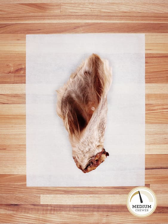 one beef ear with white hair on a butcher block countertop