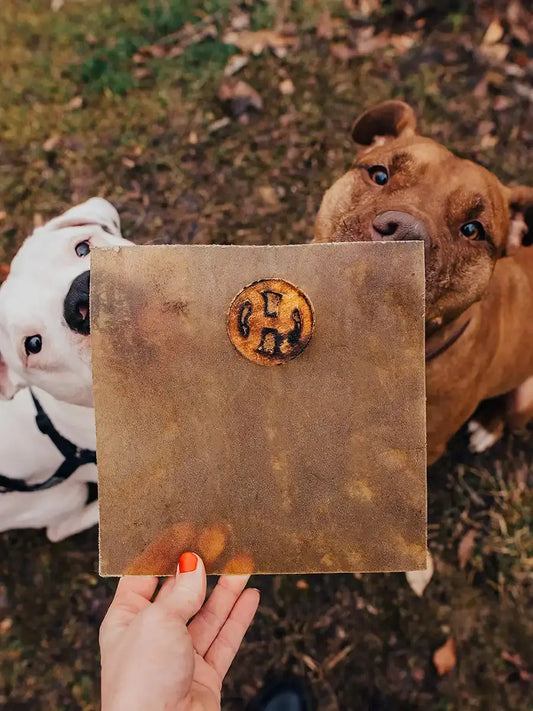 A person holds up a large beef hide chip, with two dogs looking on outdoors on a grassy ground.