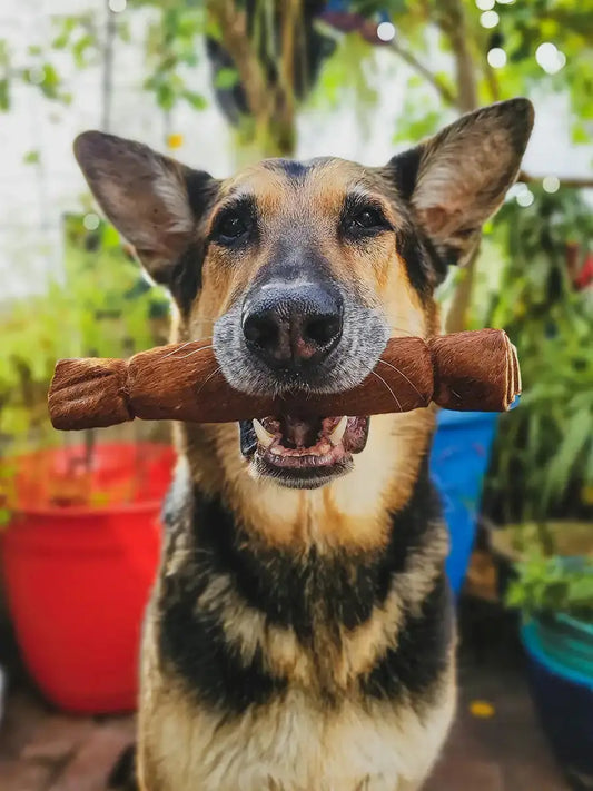 A German Shepherd dog holding an extra-large hairy beef hide roll in its mouth, photographed outdoors in a garden setting with colorful potted plants in the background.