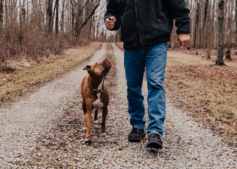 Pit bull walking alongside a man holding a treat on a gravel road in the woods