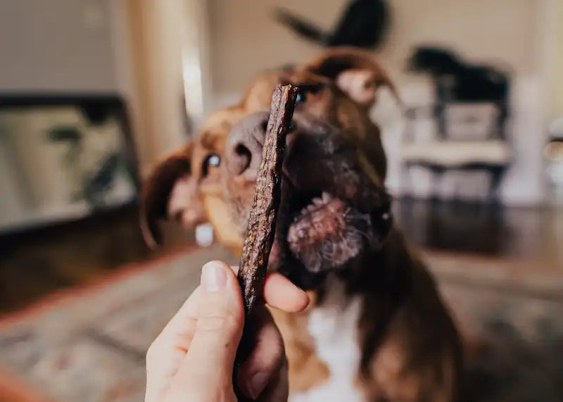 A dog reaching for a single gizzard stick