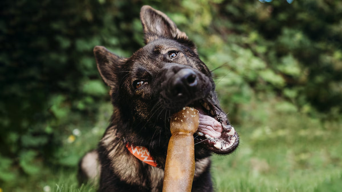 Dog chewing on large beef hide roll outdoors