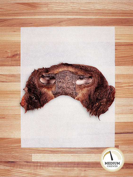 brown bison nose on a butcher block countertop