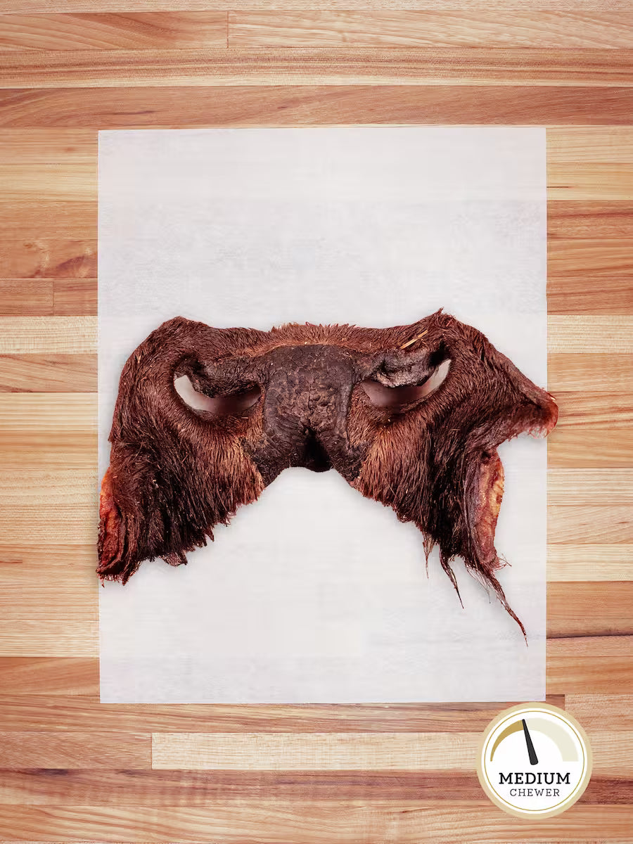 Bison Snout (Hairy)