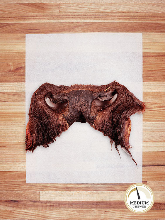 brown bison nose on a butcher block countertop