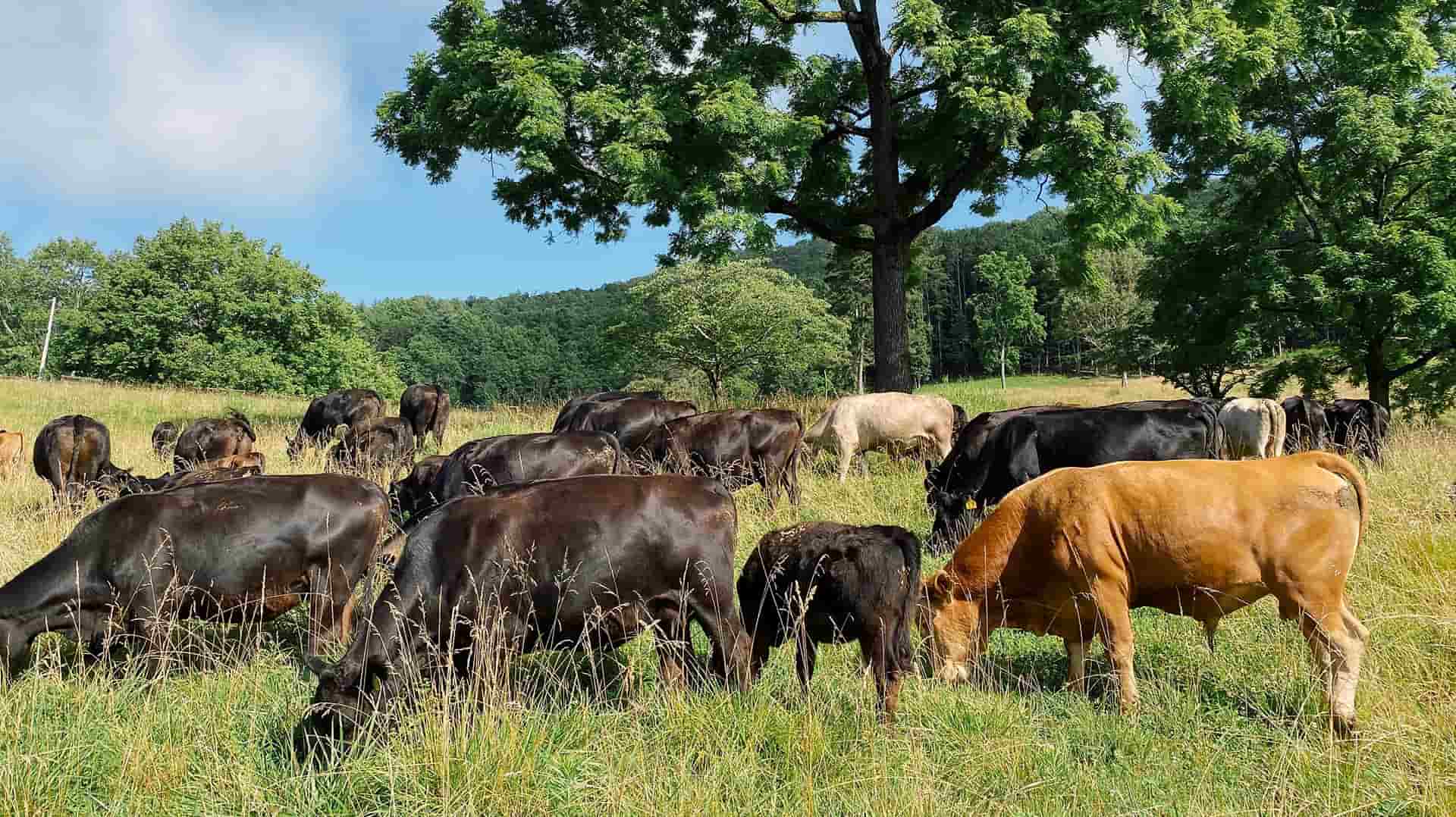 Cattle grazing in a lush green field with trees in the background