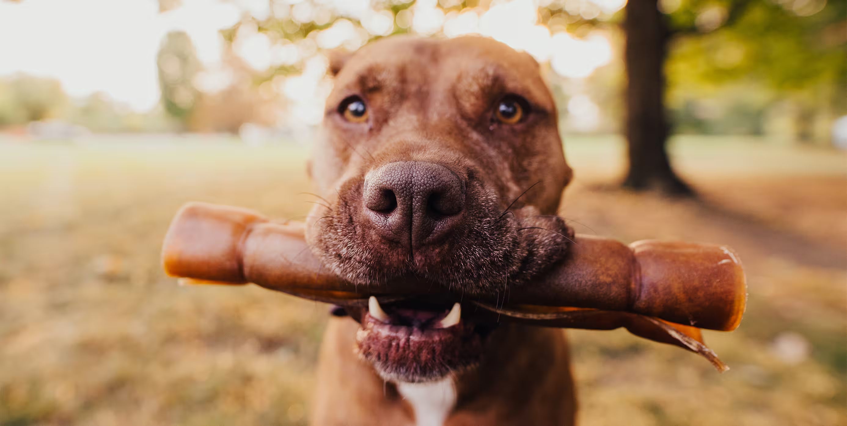 Dog holding a large hide in its mouth with a blurred natural background