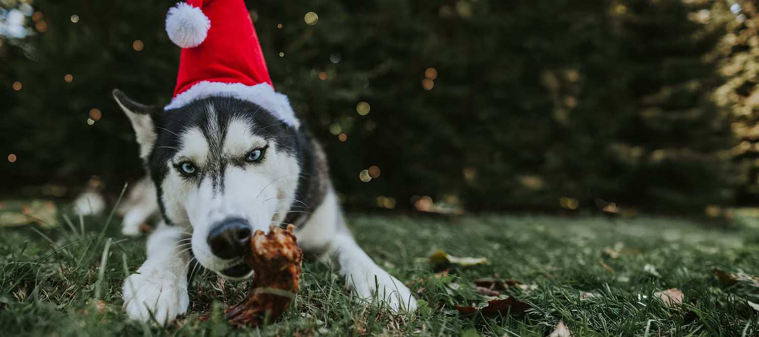 A husky dog lying on grass outdoors, wearing a red Santa hat and chewing a Farm Hounds dehydrated turkey neck