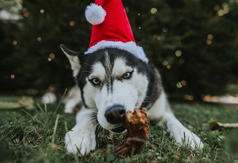 A husky dog lying on grass outdoors, wearing a red Santa hat and chewing a Farm Hounds dehydrated turkey neck