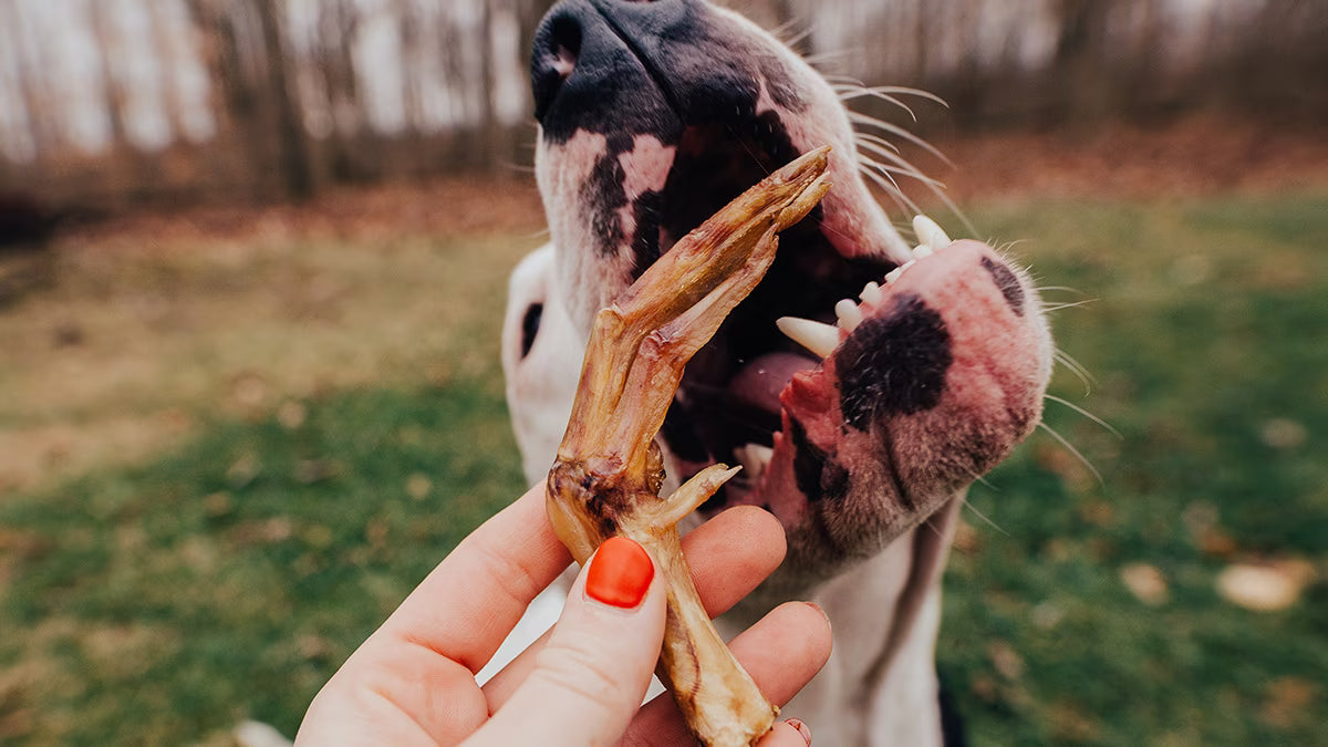 Dog reaching for a turkey foot dental chew
