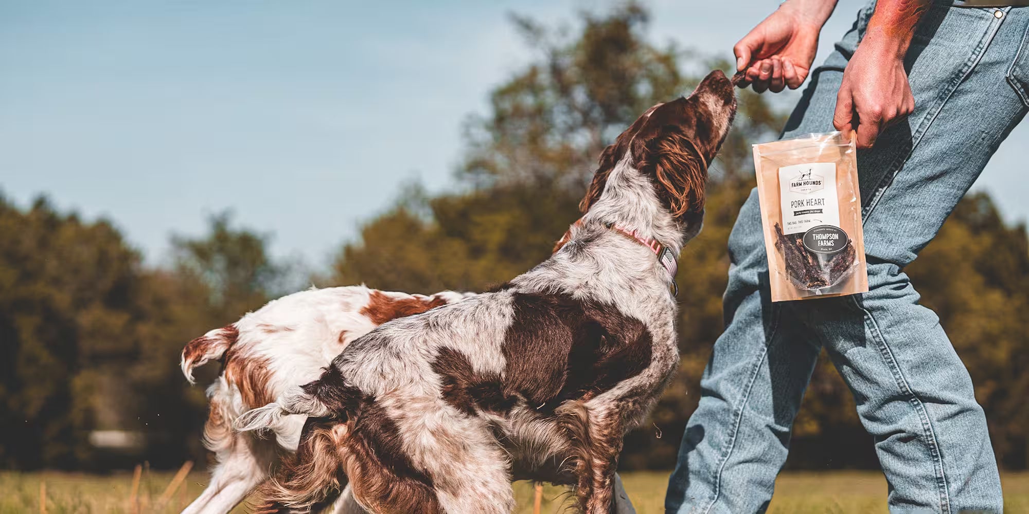 Dog taking a treat from man holding a pork heart bag outdoors