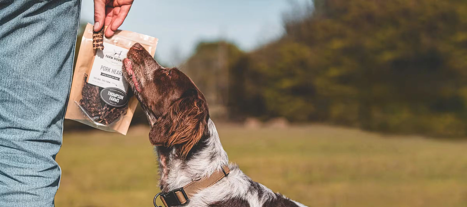 Dog sniffing a single ingredient pork heart treat held by a person in an outdoor setting