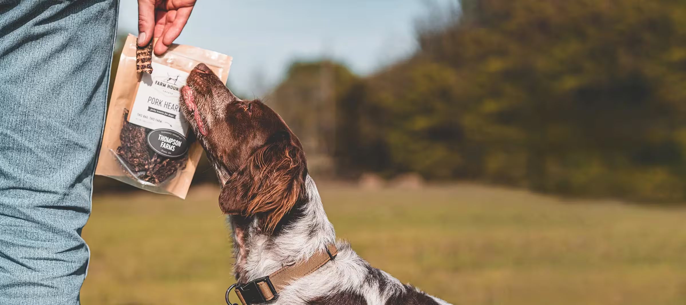 Dog sniffing a single ingredient pork heart treat held by a person in an outdoor setting