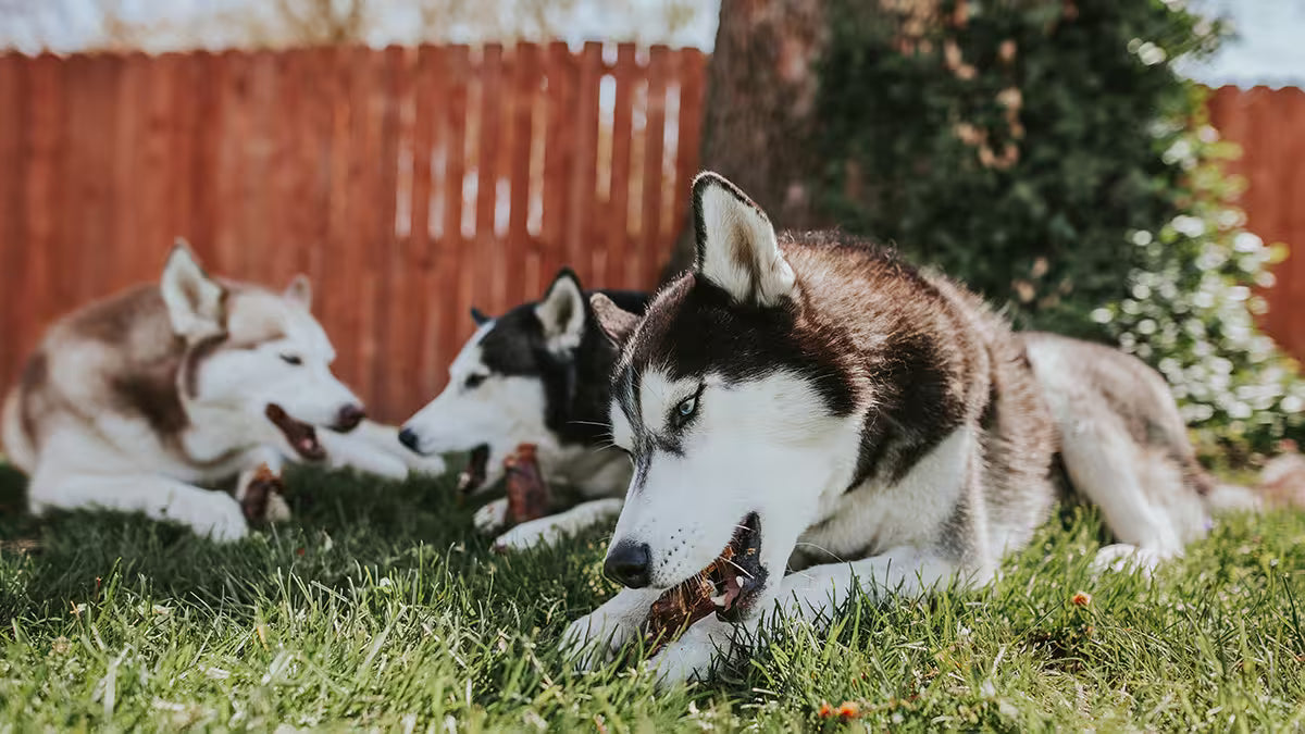 Three huskies eating single ingredient beef chews on the grass in front of a wooden fence.
