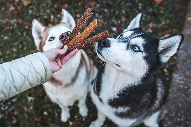 a woman holding three treat strips while two huskies sniff them