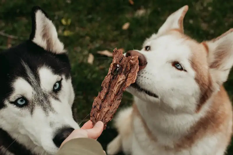 two huskies sniffing an organ treat held in a woman's hand