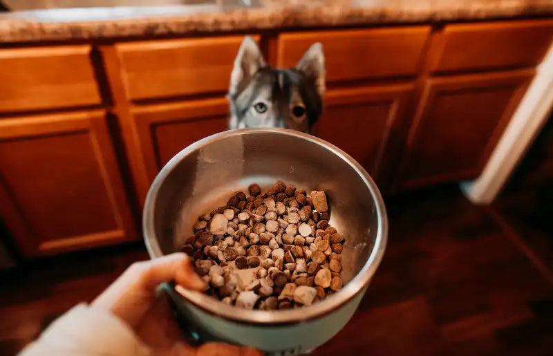 a woman holding a bowl of dog food with a dog waiting in the background