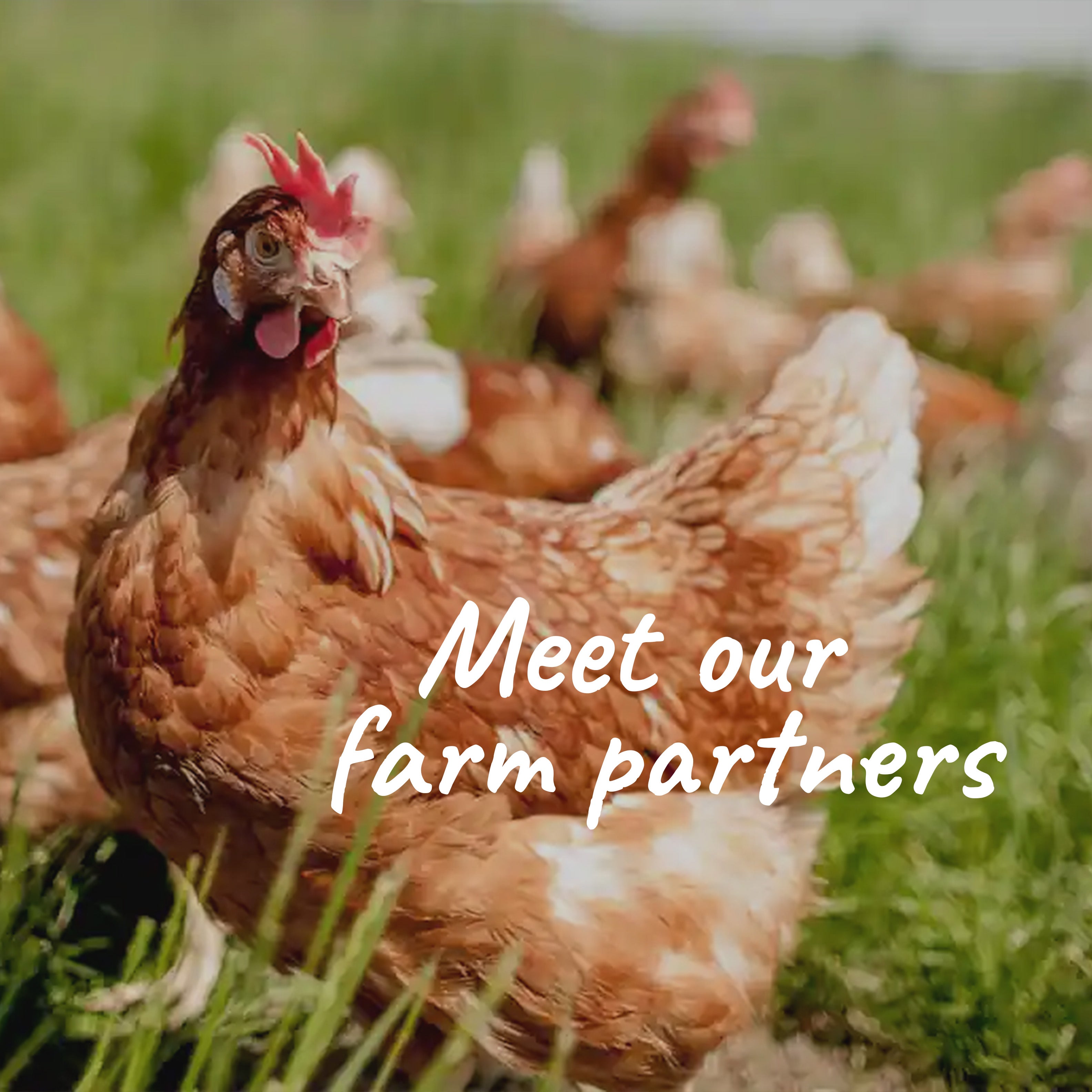Chicken in a grassy field with text 'Meet our farm partners'