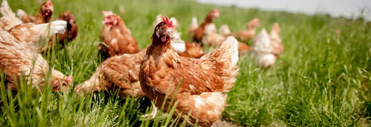 A group of chickens in a lush green field
