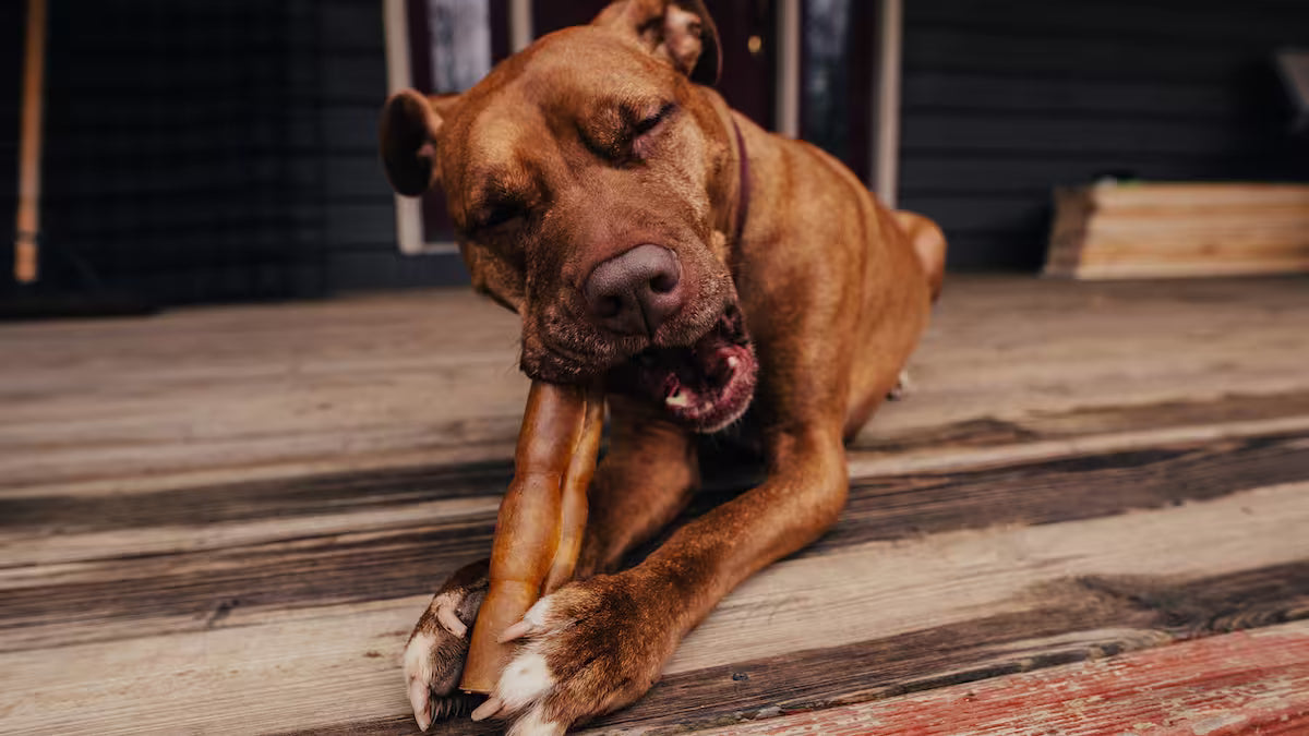 Brown dog chewing on a beef hide roll on a wooden deck
