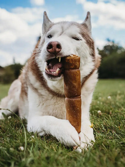 A husky dog lying in green grass outdoors, chewing an extra-large beef hide roll