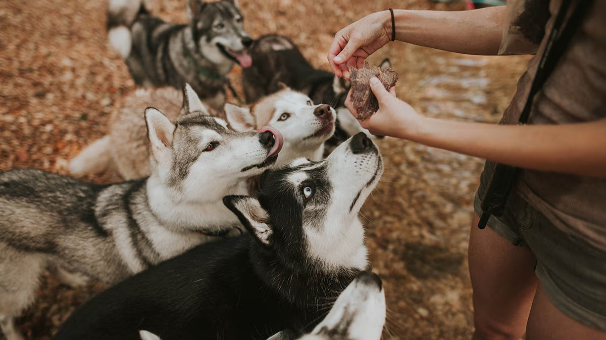 Group of husky dogs eagerly waiting for a treat from a person's hand
