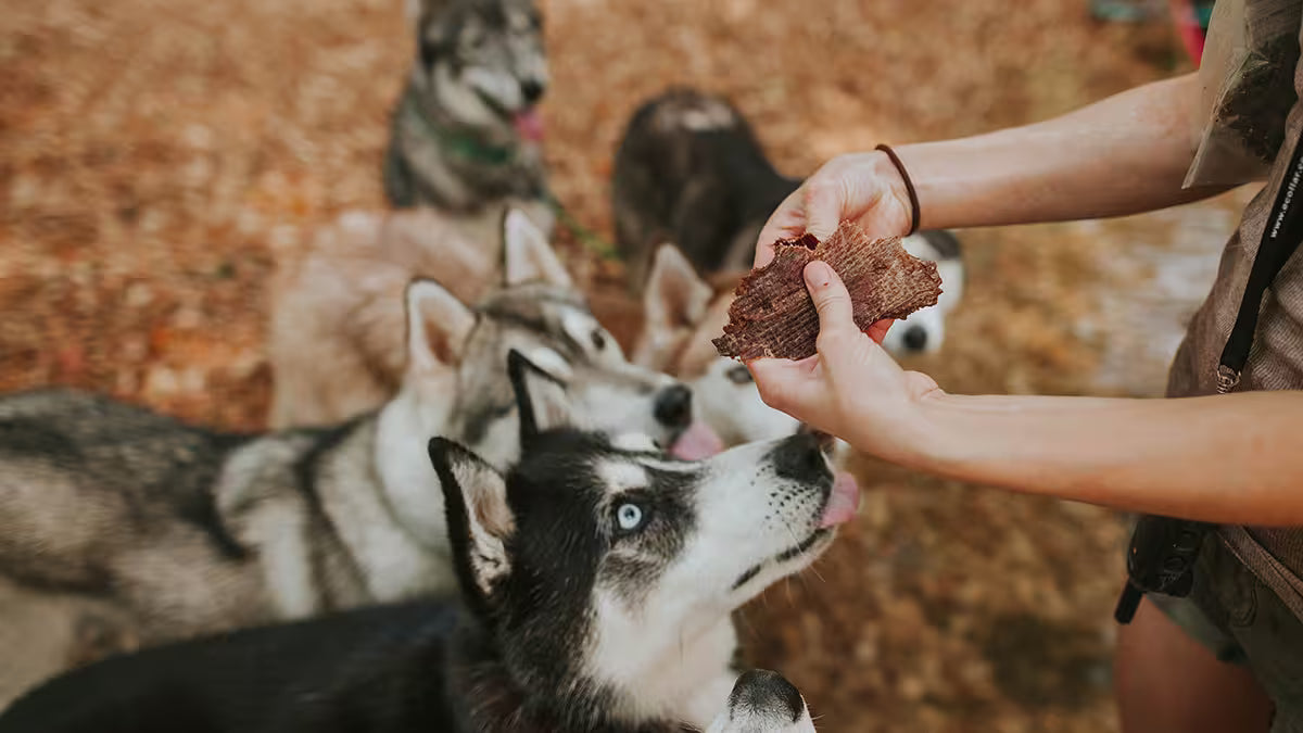 A person's hands holding dehydrated pork jerky, with several husky dogs eagerly looking on and licking their lips in an outdoor setting.