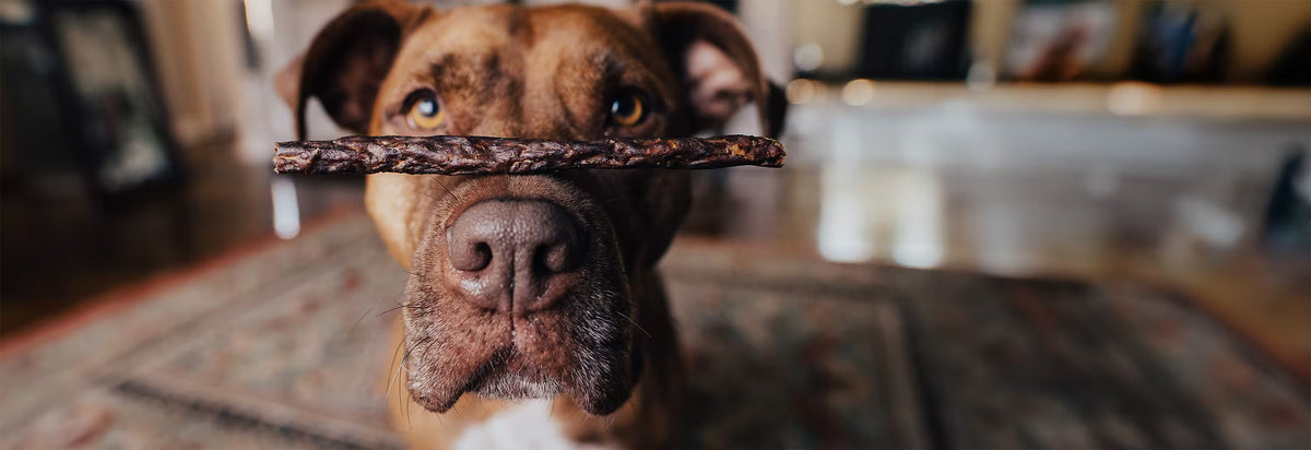 A pit bull with a gizzard stick resting on their nose