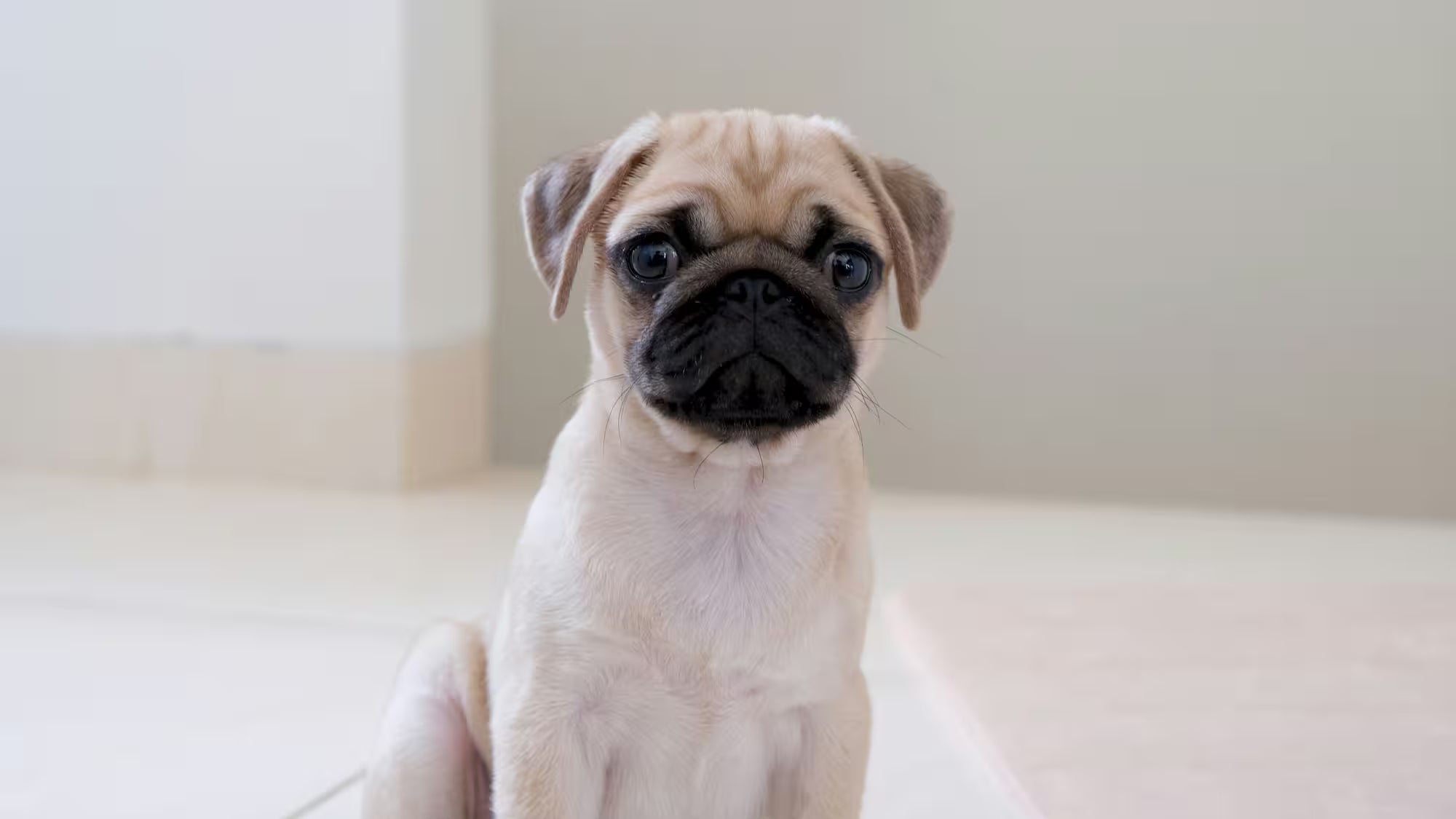 A sad pug puppy sitting and looking directly at the camera in a brightly lit indoor setting.