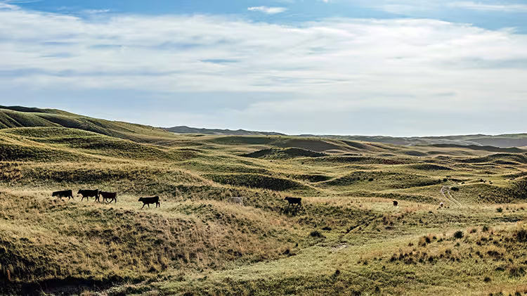 Rolling hills with cows grazing