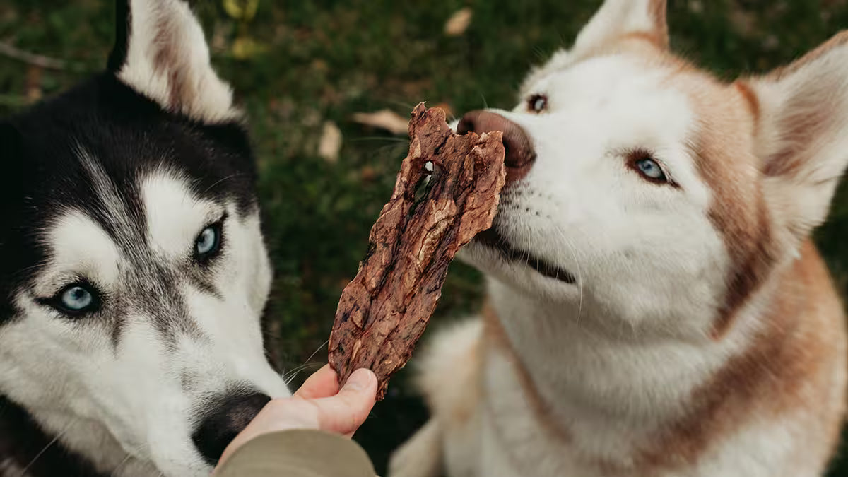 Two husky dogs outdoors, both sniffing a beef tongue chew held by a person's hand.
