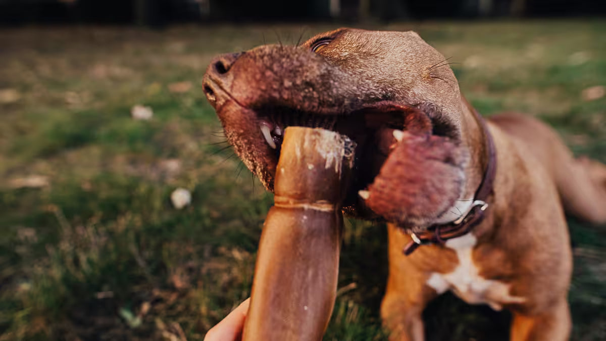 Dog holding a large beef hide roll in its mouth outdoors on grass