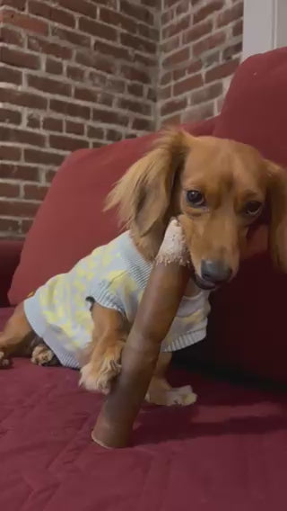 Load video: A small dachshund chewing an extra large beef hide roll