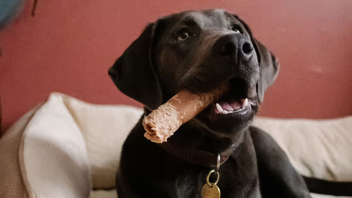 Happy puppy with beef hide roll in its mouth sitting in a dog bed